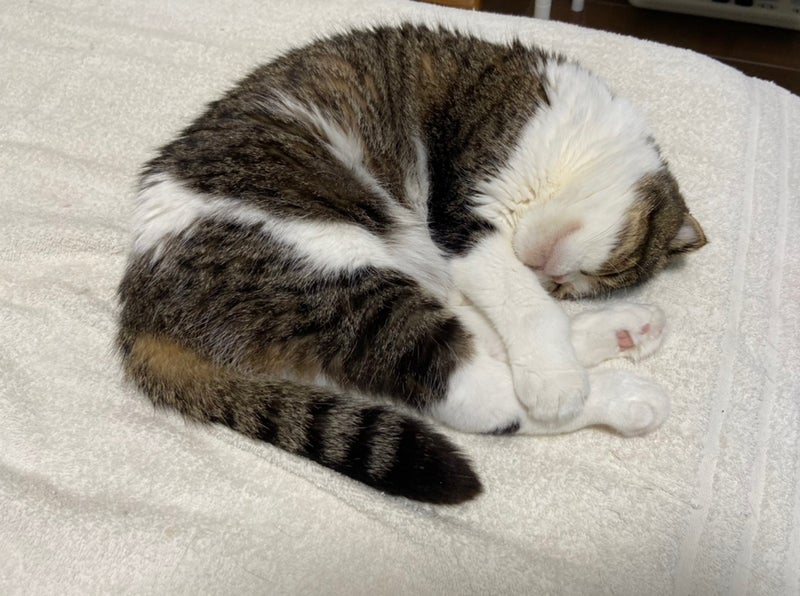 1.脚、足、足首、手、顔の浮腫